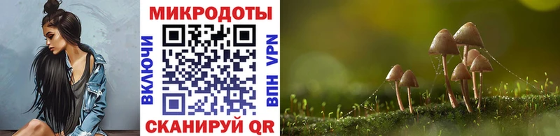 как найти закладки  Шахунья  Галлюциногенные грибы мицелий 